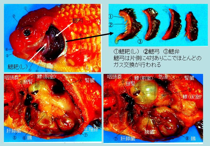 金魚の解剖 土佐錦魚の繁殖 飼育 分譲 土佐錦魚を究める