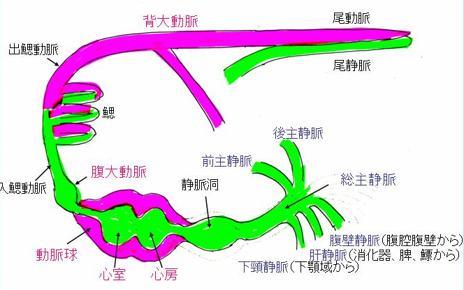 金魚の解剖 土佐錦魚の繁殖 飼育 分譲 土佐錦魚を究める