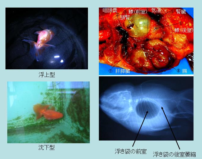 転覆病 土佐錦魚の繁殖 飼育 分譲 土佐錦魚を究める