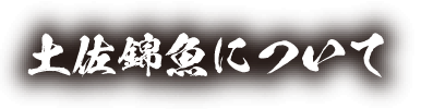 土佐錦魚について