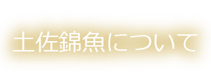 土佐錦魚について