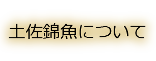 土佐錦魚について