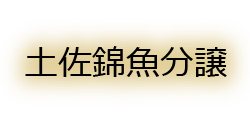 土佐錦魚分譲