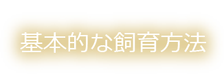 基本的な飼育方法