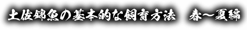 土佐錦魚の基本的な飼育方法　春〜夏編