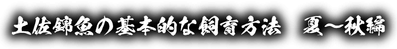 土佐錦魚の基本的な飼育方法　夏〜秋編