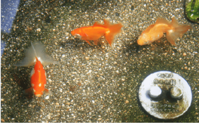 土佐錦魚の基本的な飼育方法 夏 秋編 土佐錦魚の繁殖 飼育 分譲 土佐錦魚を究める