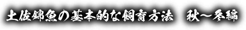 土佐錦魚の基本的な飼育方法　秋〜冬編